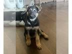 German Shepherd Dog PUPPY FOR SALE ADN-760667 - German shepherd male pups