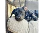 Adopt Gigi a Dachshund, Terrier