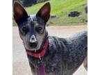 Adopt Susan a Australian Cattle Dog / Blue Heeler