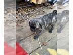 Pug PUPPY FOR SALE ADN-760593 - Reverse Brindle male