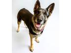 Adopt Freya a German Shepherd Dog, Mixed Breed