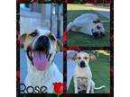 Adopt ROSE a Pit Bull Terrier