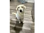Adopt Charlie HTX a Great Pyrenees