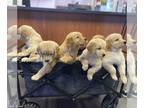 Golden Retriever PUPPY FOR SALE ADN-760843 - Pure Bred Golden Retriever Puppies