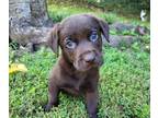 Labrador Retriever PUPPY FOR SALE ADN-760678 - AKC Chocolate Labrador Retriever