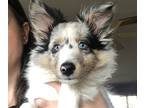 Shetland Sheepdog PUPPY FOR SALE ADN-760692 - Blue Merle Male sheltie puppy