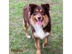 Adopt Reese a Australian Shepherd, Mixed Breed