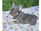 French Bulldog PUPPY FOR SALE ADN-760562 - Akc Lilac frenchbull dogs