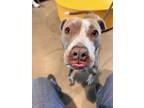 Adopt Macy a Pit Bull Terrier, Mixed Breed