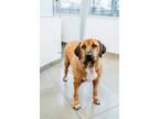 Adopt Maggie a Mastiff, Shar-Pei