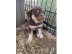 Adopt Slinkie a Great Pyrenees, Husky