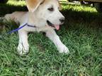 Adopt Trixie a Great Pyrenees, Husky