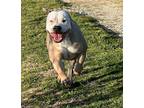 Adopt Aster a American Staffordshire Terrier