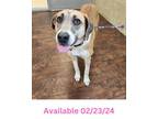 Adopt Dog Kennel #6 Ven a Labrador Retriever, Mixed Breed