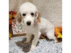 Poodle (Toy) Puppy for sale in Neosho, MO, USA
