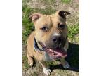 Adopt 2402-0080 Maple a Pit Bull Terrier