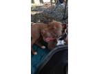 Adopt Star a Pit Bull Terrier