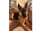 Adopt Remmy - female a German Shepherd Dog