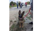 Adopt Sally Mae a German Shepherd Dog