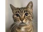 Adopt Lucy a Tabby