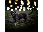 Adopt Nova *Sponsored* a Black Labrador Retriever, Shepherd