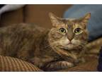 Adopt Lotti a Domestic Short Hair