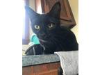 Adopt Carly a Domestic Short Hair