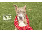 Adopt Isadora a Pit Bull Terrier, Mixed Breed