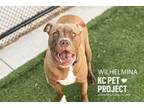 Adopt Wilhelmina a Pit Bull Terrier, Mixed Breed