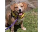Adopt Eloise a Wirehaired Terrier
