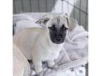 Adopt Forest Pup - Plumas a Shepherd, Pug