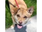 Adopt Forest a Terrier, Corgi