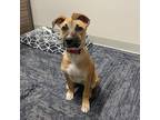 Adopt Hikari (Firefly Pup) - Adopted! a Wirehaired Terrier, Labrador Retriever