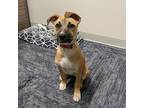 Adopt Hikari (Firefly Pup) a Wirehaired Terrier, Labrador Retriever