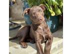 Adopt Tire Pup - Toyo a Labrador Retriever, Terrier