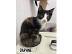 Adopt Daphne a Domestic Short Hair
