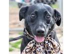 Adopt Franny a Labrador Retriever, Mixed Breed