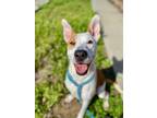 Adopt Terra a Australian Cattle Dog / Blue Heeler, Pit Bull Terrier