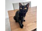 Adopt Maradona a Domestic Short Hair