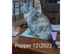 Adopt Pepper a Dilute Tortoiseshell