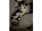 Adopt Clementine & Cleo-Pawtra a Maine Coon, Domestic Long Hair