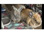 Adopt Frankie and Blondie a Lionhead