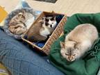 Adopt Coco, Dolce and Lucky a Siamese, Snowshoe