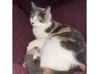 Adopt Ivy - Courtesy Post a Dilute Calico