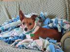 Adopt Journey a Jack Russell Terrier