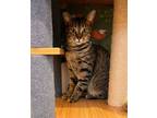 Adopt TRUDY a Domestic Short Hair, Tabby