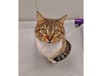 Adopt Eugenia a Domestic Short Hair, Tabby