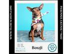 Adopt Bouji (Mom to Bouji's Boys) 021724 a Miniature Pinscher, Rat Terrier