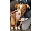 Adopt Steffi a Pit Bull Terrier