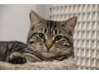 Adopt Matilda a Domestic Short Hair